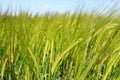 Wheat Plants, Wheat Field in Germany, Wheat Farm Royalty Free Stock Photo