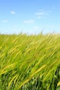 Wheat Plants, Wheat Field in Germany, Wheat Farm Royalty Free Stock Photo