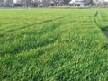 Wheat plat in my home ground