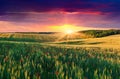 Wheat and poppies field at sunset Royalty Free Stock Photo