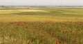 Wheat and poppies field Royalty Free Stock Photo