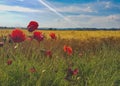 Wheat and poppies in a sunny day Royalty Free Stock Photo