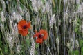 Wheat with poppy is a common combination within ecological agriculture. Royalty Free Stock Photo