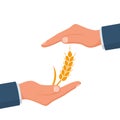 Wheat protection. Human keeps grain. Save of grain crops. Royalty Free Stock Photo