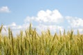 Wheat with Puffy White Clouds Royalty Free Stock Photo