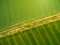 Wheat and rapeseed fields with tractor tracks. Royalty Free Stock Photo