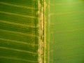 Wheat and rapeseed fields with tractor tracks.