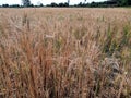 Wheat is ready for cutting Royalty Free Stock Photo