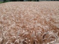 Wheat is ready for cutting Royalty Free Stock Photo