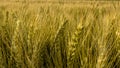 Golden wheat ear