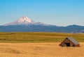 Wheat Ready to Harvest in Central Oregon Royalty Free Stock Photo