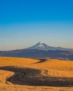 Wheat Ready to Harvest in Central Oregon Royalty Free Stock Photo