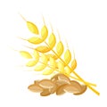Wheat, realistic vector illustration. ear with grain on white background