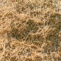 Wheat residues background Royalty Free Stock Photo