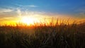 Wheat, rice ears at sunset with combine harvester at background Royalty Free Stock Photo