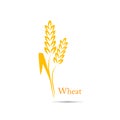 Wheat rice spike