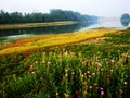 The wheat. Wild flowers. river. pastoral, scenery