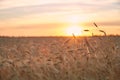 Wheat ripe field in the sunset light of the sun Royalty Free Stock Photo