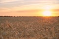 Wheat ripe field in the sunset light of the sun Royalty Free Stock Photo