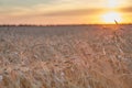 Wheat ripe field in the sunset light of the sun Royalty Free Stock Photo