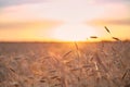 Wheat ripe field in the sunset light of the sun Royalty Free Stock Photo