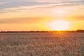Wheat ripe field in the sunset light of the sun Royalty Free Stock Photo