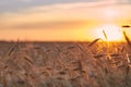 Wheat ripe field in the sunset light of the sun Royalty Free Stock Photo