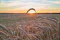 Wheat ripe field in the sunset light of the sun Royalty Free Stock Photo