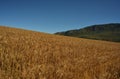 Wheat ripe for the picking in Elgin district of the Western Cape Royalty Free Stock Photo