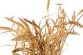 Wheat ripe, raw dry yellow grains in spikelets on a stalk isolated on a white background Royalty Free Stock Photo