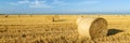 Wheat roll bales at field, sunrise scene.