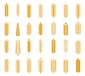 Wheat, rye and barley ear set