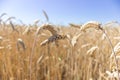 Wheat rye barley ears field ready for harvest