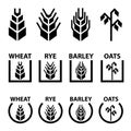 Wheat rye barley oat cereal spike ears symbols Royalty Free Stock Photo