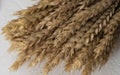 Wheat rye barley oat seeds. Whole, barley, harvest wheat sprouts Royalty Free Stock Photo