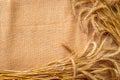 Wheat rye barley oat seeds. Whole, barley, harvest wheat sprouts. Wheat grain ear or rye spike plant on linen texture or brown Royalty Free Stock Photo