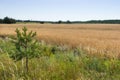 Wheat rye cereal field ready for harvest with strip of green grass and pine tree sapling Royalty Free Stock Photo