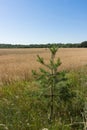 Wheat rye cereal field ready for harvest with strip of green grass and pine tree sapling Royalty Free Stock Photo