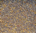 Wheat, rye, corn - a natural background. A mixture of different grains, golden maize grains, yellow wheat. Background of mixed