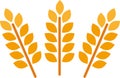 Wheat and rye ears. Barley rice grains and elements for beer logo or organic agricultural food. Vector illustration