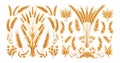 Wheat rye ears cartoon vector collection. Malt grains barley organic stems shoots food bread hops agricultural cereals