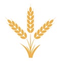 Wheat or rye ears with grains. Bunch of three yellow barley stalks. Vector.