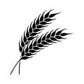 Wheat or rye ears icon. Farm or bakery symbol.