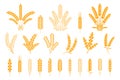 Wheat and rye ears. Oats barley rice spikes and grains, heraldic elements for beer and bread logo. Vector stalk isolated