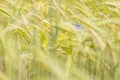 Wheat Rye Field, Ears of wheat close up. Harvest and harvesting concept. Ripe barley on the field on late summer morning time, Royalty Free Stock Photo