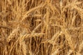 Wheat Rye Field, Ears of wheat close up. Harvest and harvesting concept Royalty Free Stock Photo