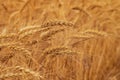 Wheat Rye Field, Ears of wheat close up. Harvest and harvesting concept Royalty Free Stock Photo