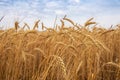 Wheat Rye Field, Ears of wheat close up. Harvest and harvesting concept Royalty Free Stock Photo