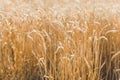 Wheat Rye Field, Ears of wheat close up. Harvest and harvesting concept. Ripe barley on the field on late summer morning time, Royalty Free Stock Photo