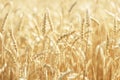 Wheat Rye Field, Ears of wheat close up. Harvest and harvesting concept. Ripe barley on the field on late summer morning time, Royalty Free Stock Photo